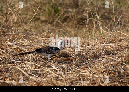 Single tansanischen Red-billed Hornbill zu Fuß auf den Boden, Stockfoto