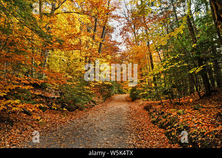 Herbstfarben im Wald Stockfoto