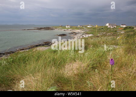 East Kilbride, South Uist, Äußere Hebriden, in Barra, mit machair im Vordergrund, einschließlich einer Orchidee Stockfoto