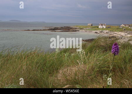 East Kilbride, South Uist, Äußere Hebriden, in Barra, mit dunklen Wolken und mit machair im Vordergrund, einschließlich einer Orchidee Stockfoto