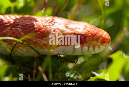 Orange und Weiß kornnattern im Gras 2019-07-02 Roback, Umea, Schweden Stockfoto