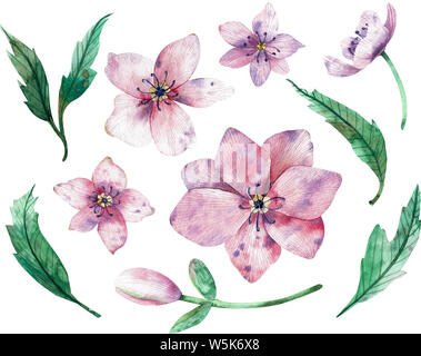 Weihnachten rosa Rose Blumen auf weißem Hintergrund. Aquarell Abbildung. Winter Rose. Clipart Elemente für Ihr Design. Stockfoto