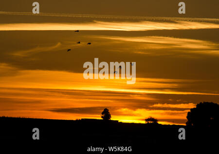 Ein neuer Tag, die Sonne durch die Wolken und die Vögel, die den magischen Moment genießen, während vom Wind ausgeblasen wird. Stockfoto