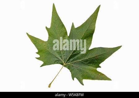 Isoliert Blatt der Orientalischen planeplant; Platanus orientalis Stockfoto