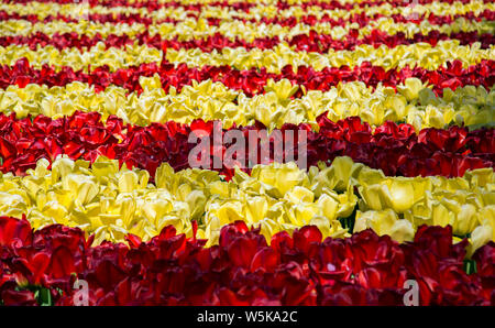 Gelbe und rote Tulpen in horizontalen Streifen gepflanzt Stockfoto