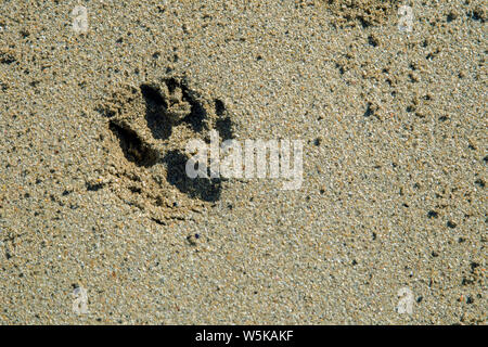 Ein einziger Pfotenabdruck eingebettet im Sand ein Hundefreundliches Strand in Cornwall, England shot Nahaufnahme im Querformat. Stockfoto