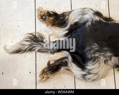 Die hinteren Beine einer Ahnentafel Cocker Spaniel hund gespreizt, hinter ihm mit seinem Schwanz zwischen den Beinen, während er auf einem weiß lackiertem Board Stock. Stockfoto