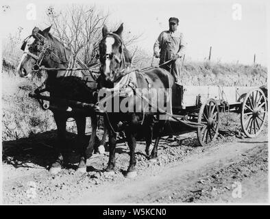 Cephus Stein mit seinem Team zu einem Wagen Stockfoto