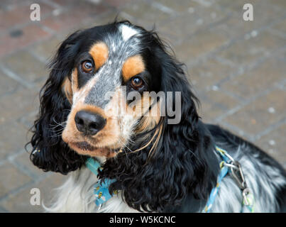 Bertie, meine Schöne tricolor Cocker Spaniel Stockfoto