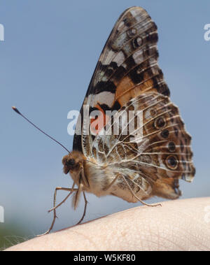 Painted Lady Butterfly beruht auf der menschlichen Hand und pflegt sich selbst Stockfoto