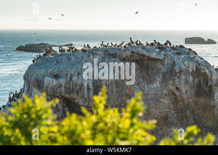 Brown pelican. Im großen Kolonie von Pelikanen auf einer Klippe. Große Gruppe von Tieren, Horizont über dem Meer Stockfoto
