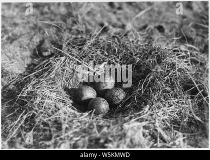 Brachvögel und Nest mit 4 Eiern. Valentine NWR, Nebraska Stockfoto