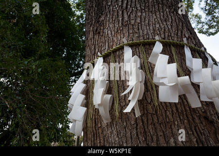 Shide Papiere um einen alten Baum im Yoyogi Hachimangu-Schrein, Tokio, Japan. Stockfoto
