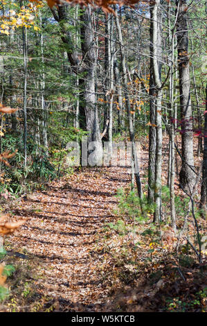 Sheltowee Trace Trail im Red River Gorge Geological Area in der Daniel Boone National Forest von Kentucky Stockfoto