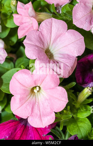 In der Nähe von Rosa Petunia Blumen in voller Blüte. Sie sind in der Familie der Solanaceae, unterfamilie Petunioideae. Stockfoto