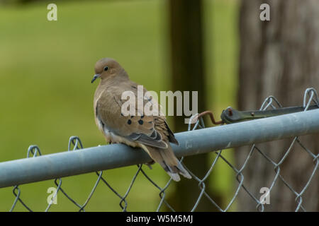 Aufstehen Taube thront auf Zaun. Die Taube (Zenaida macroura) ist ein Mitglied der Familie Columbidae dove. Stockfoto