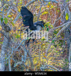 Ein paar Anhingas (Anhinga anhinga) Paarung in der Nähe der Anhinga Trail. Everglades National Park. Florida. USA Stockfoto