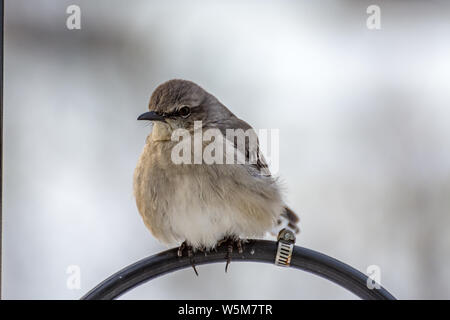 Junge dark-eyed Junco Vogel mit Fluffed bis Federn durch den Winter. Der wissenschaftliche Name ist Junco hyemalis hyemalis Stockfoto