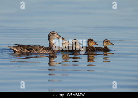 Stockente (Anas platyrhynchos) Henne mit Küken Stockfoto