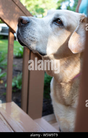 Eine Profilansicht eines gelben Labrador Retriever, der aufmerksam nach oben blickt, während er draußen in der Nähe von Holztreppen steht Stockfoto