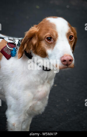 Porträt eines weiß-braunen Bretagne-Spaniel-Hundes mit Kragen und Leine, der nach draußen blickt Stockfoto