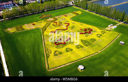 Luftaufnahme von Cole Blumen bilden ein Drache Robe in einem Feld in einem Dorf in Nanjing, Provinz Jiangsu im Osten Chinas, den 6. April 2018. Stockfoto