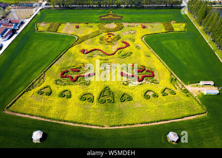 Luftaufnahme von Cole Blumen bilden ein Drache Robe in einem Feld in einem Dorf in Nanjing, Provinz Jiangsu im Osten Chinas, den 6. April 2018. Stockfoto