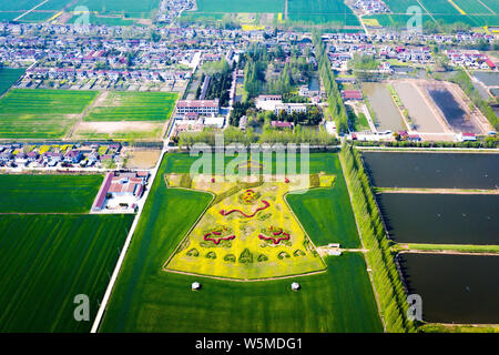 Luftaufnahme von Cole Blumen bilden ein Drache Robe in einem Feld in einem Dorf in Nanjing, Provinz Jiangsu im Osten Chinas, den 6. April 2018. Stockfoto