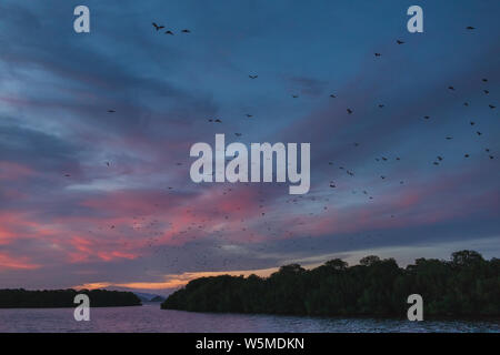 Fuchs bat Fliegen in den Sonnenuntergang Himmel. Insel Flying Fox oder variable Flying Fox (Pteropus hypomelanus). Fledermäuse verlassen Kalong Insel zum Festland jede Nacht Ich Stockfoto