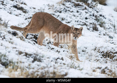 Ein erwachsenes Weibchen Puma (Puma concocolor) zu Fuß über verschneite Boden bei Torres del Paine Nationalpark in Chile Stockfoto