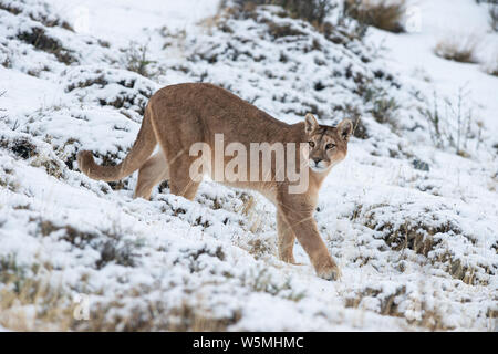 Ein erwachsenes Weibchen Puma (Puma concocolor) zu Fuß über verschneite Boden bei Torres del Paine Nationalpark in Chile Stockfoto