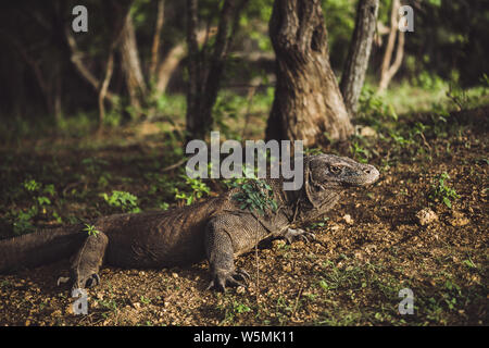 Komodo Dragon close-up, Wissenschaftlicher Name: Varanus komodoensis. Natürlicher Lebensraum. Indonesien, Insel Rinca Stockfoto