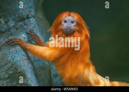 Die bedrohten Golden lion tamarin lebt in tropischen Wäldern Südamerikas. Stockfoto