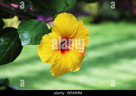 gelber Hibiskus Stockfoto