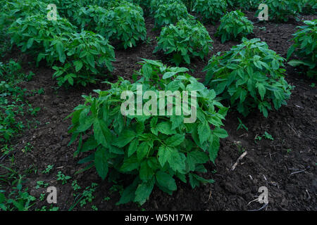 Nahaufnahme Blätter sesam Baum, Grün sesam Blatt im Baum Weiß sesam Baum Landwirtschaft Pflanze wächst. Stockfoto