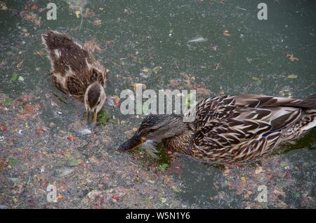 Mutter und Baby Stockenten Futter durch Abschaum der Teich, Dallas Road, Victoria, BC Stockfoto