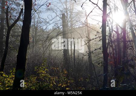 Morgensonne Bäche durch Nebel die Silhouetten der Bäume im Goldstream Park, British Columbia. Stockfoto