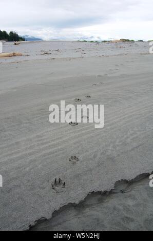 Frische wolf Titel schlängeln sich entlang einer grauen Sandstrand an der Brookes Halbinsel, Vancouver Island, an einem bewölkten Juli Tag. Stockfoto