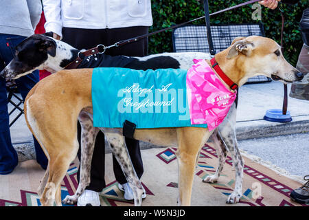 West Palm Beach Florida, Greenmarket, Green Farmers Market, Verkäufer Stallstände Stand Markt Markt, humane Gesellschaft, Hund, Annahme, Tierrettung, g Stockfoto