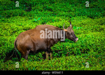 Indische Gaur am Tee Immobilien, Munnar, Indien Stockfoto