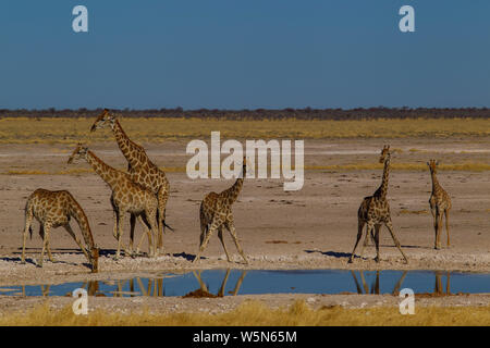 Giraffen trinken an Nebrowni Wasserloch, Etosha National Park, Namibia Stockfoto