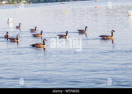 Ein Schwarm Kanadagänse gehen für eine während einer ruhigen sonnigen Tag schwimmen, durch ein Gebiet von Wasser durch schwimmende Rennen marker Bojen bestückt Stockfoto