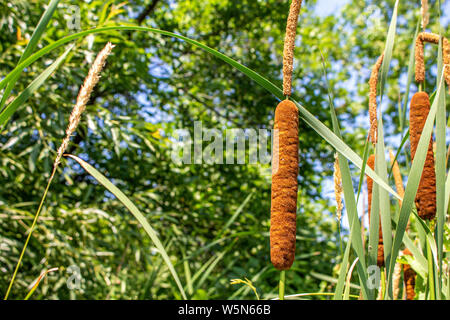 Cattails sind aus der Nähe zu den Tops und Blades anderer Laub gesehen, mit belaubten Bäume im Hintergrund. Stockfoto