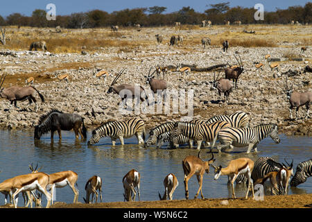 Zebras, Oryx, Gnus, Springböcke, Okaukuejo Wasserloch, Etosha National Park, Namibia Stockfoto