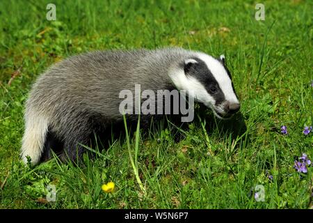 Europäischen Dachs (Meles meles) in einer Wiese, NRW Deutschland Stockfoto