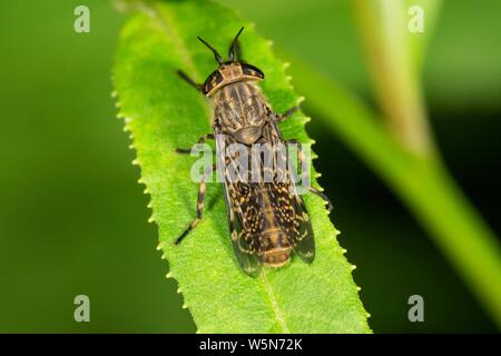 Kerbe - Gehörnte cleg (Haematopota pluvialis) auf einem Blatt, Baden-Württemberg, Deutschland Stockfoto