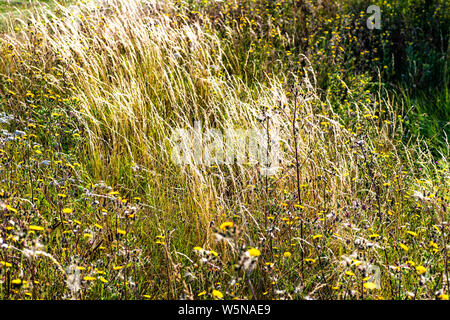 Wiese Gräser in Burnham-on-Crouch Marina Naturschutzgebiet, Essex, England Stockfoto