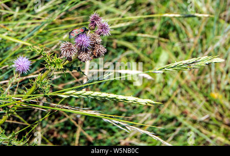 Sechs Spot Burnet Motte (Zygaena Filipendulae) bei Burnham on Crouch Marina Nature Reserve. Essex, England Stockfoto