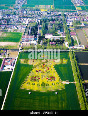 Luftaufnahme von Cole Blumen bilden ein Drache Robe in einem Feld in einem Dorf in Nanjing, Provinz Jiangsu im Osten Chinas, den 6. April 2018. Stockfoto