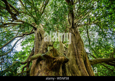 Paar große Eiben im Crowhurst Kirchhof, East Sussex, England Stockfoto